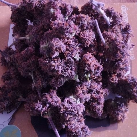 Lemon Cherry Cookies Automatic growlog timeline photo