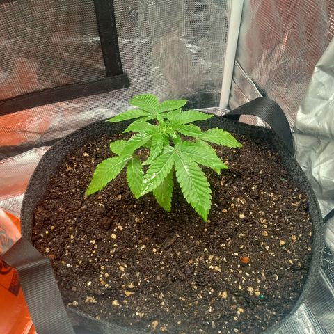 BlenderZ #1 growlog photo: Grow Dots, Recharge, Coco Hand Watered and foliar