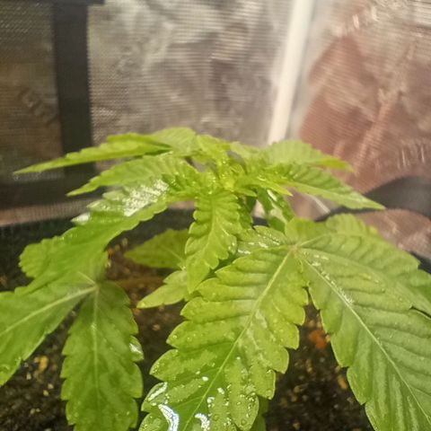 BlenderZ #1 growlog timeline photo