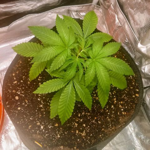 BlenderZ #1 growlog photo: Topp'd