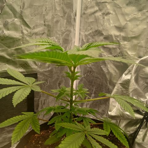 BlenderZ #1 growlog photo: Stretching