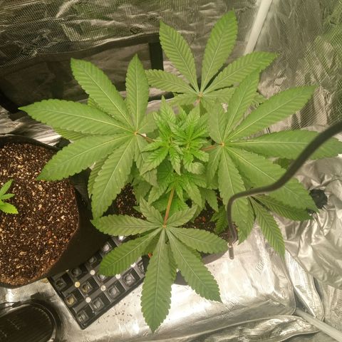 BlenderZ #1 growlog timeline photo
