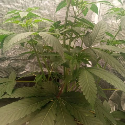 BlenderZ #1 growlog timeline photo