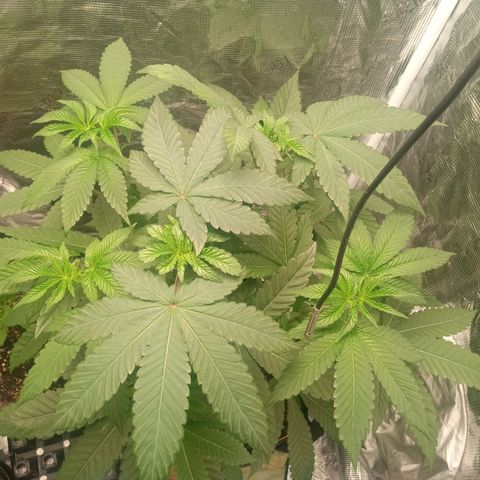 BlenderZ #1 growlog timeline photo