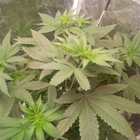 BlenderZ #1 growlog timeline photo