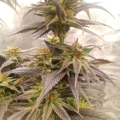 Grape Ape x Gushers (Tiki Madman) #1-3 growlog timeline photo