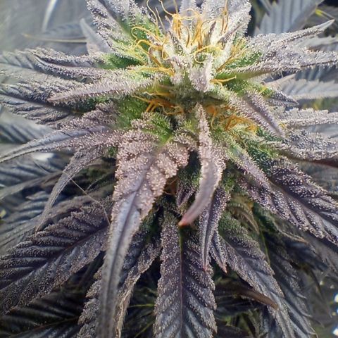Grape Ape x Gushers (Tiki Madman) #1-3 growlog timeline photo