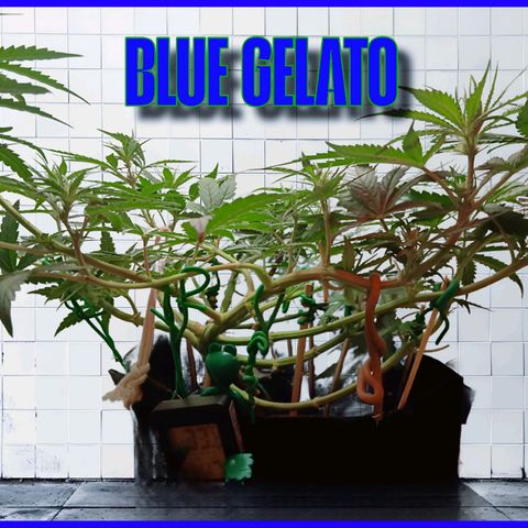 Blue Gelato Royal Queen Seeds growlog timeline photo