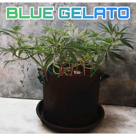 Blue Gelato Royal Queen Seeds growlog timeline photo