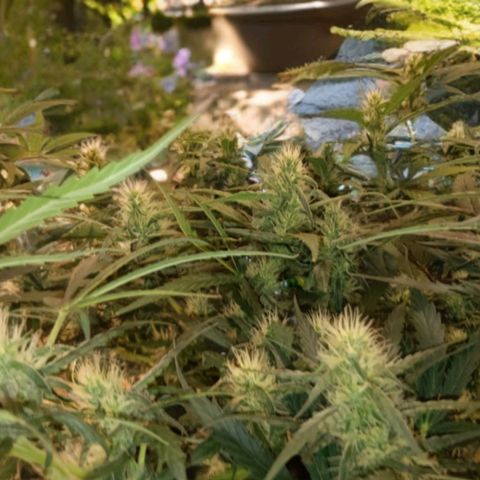 Blue Gelato Royal Queen Seeds growlog timeline photo