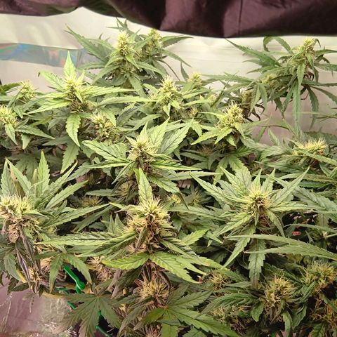 Blue Gelato Royal Queen Seeds growlog timeline photo