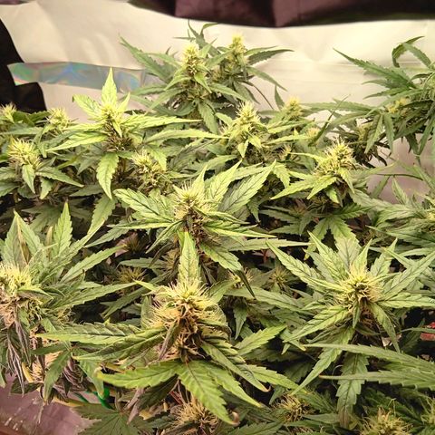 Blue Gelato Royal Queen Seeds growlog timeline photo