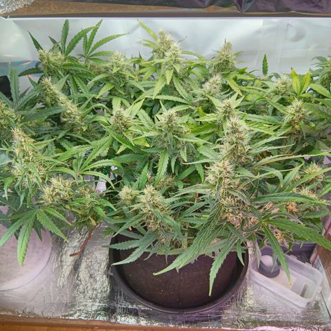 Blue Gelato Royal Queen Seeds growlog timeline photo