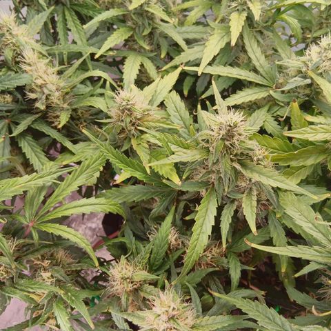Blue Gelato Royal Queen Seeds growlog timeline photo