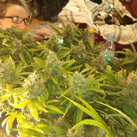 Blue Gelato Royal Queen Seeds growlog timeline photo