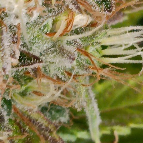 Blue Gelato Royal Queen Seeds growlog timeline photo