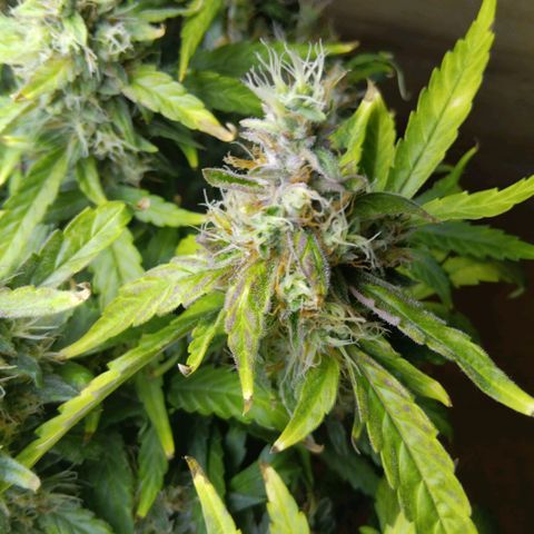 Blue Gelato Royal Queen Seeds growlog timeline photo