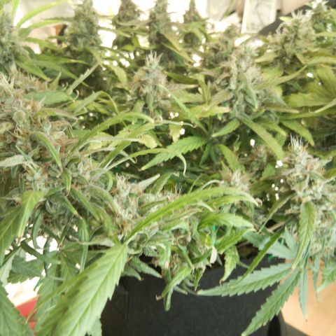 Blue Gelato Royal Queen Seeds growlog timeline photo