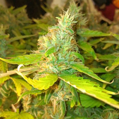 Blue Gelato Royal Queen Seeds growlog timeline photo
