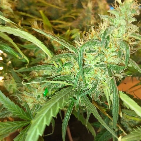 Blue Gelato Royal Queen Seeds growlog timeline photo