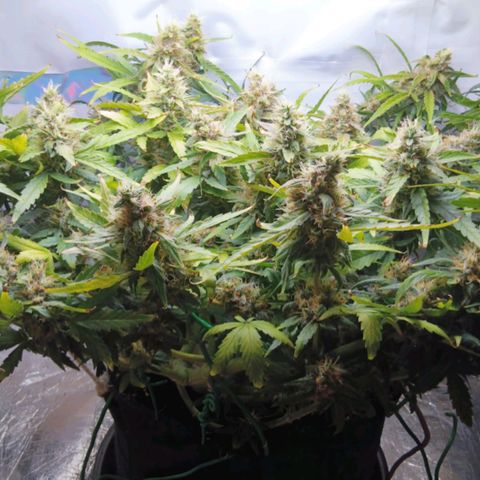 Blue Gelato Royal Queen Seeds growlog timeline photo