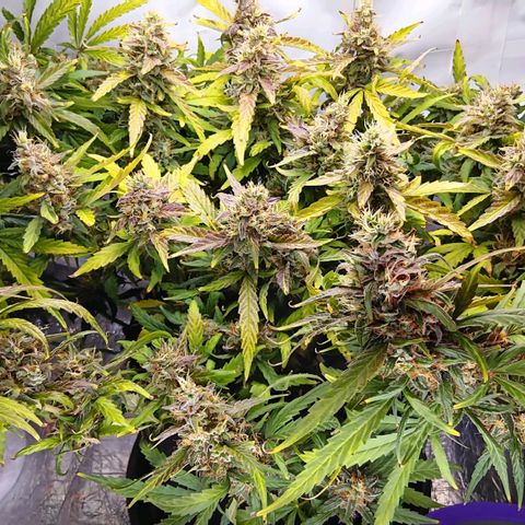 Blue Gelato Royal Queen Seeds growlog timeline photo