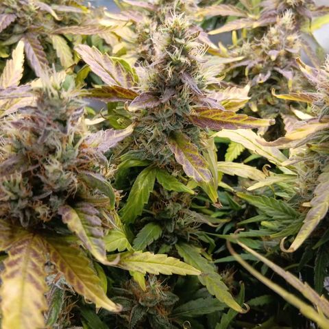 Blue Gelato Royal Queen Seeds growlog timeline photo