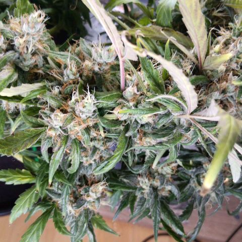 Blue Gelato Royal Queen Seeds growlog timeline photo
