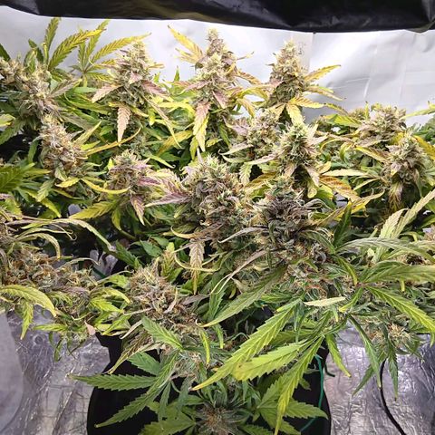 Blue Gelato Royal Queen Seeds growlog timeline photo