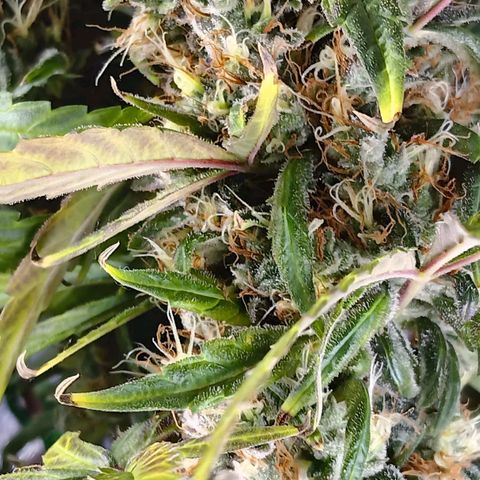 Blue Gelato Royal Queen Seeds growlog timeline photo