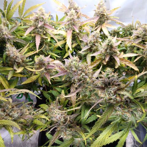 Blue Gelato Royal Queen Seeds growlog timeline photo