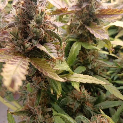 Blue Gelato Royal Queen Seeds growlog timeline photo