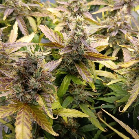 Blue Gelato Royal Queen Seeds growlog timeline photo