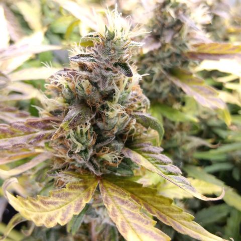 Blue Gelato Royal Queen Seeds growlog timeline photo
