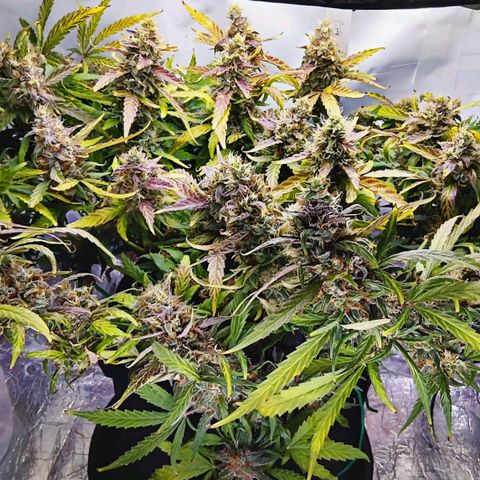 Blue Gelato Royal Queen Seeds growlog timeline photo
