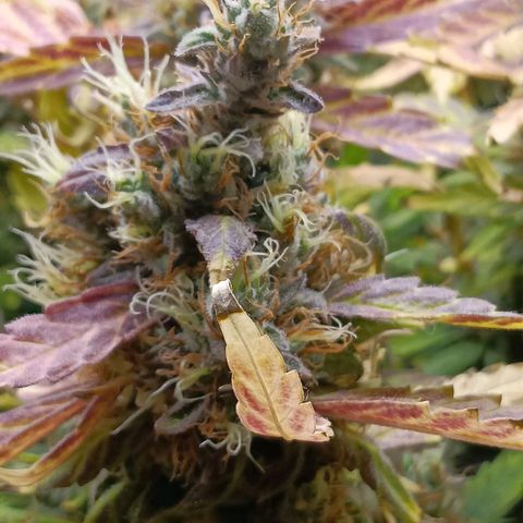 Blue Gelato Royal Queen Seeds growlog timeline photo