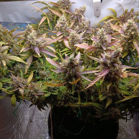 Blue Gelato Royal Queen Seeds growlog timeline photo
