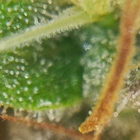 Blue Gelato Royal Queen Seeds growlog timeline photo