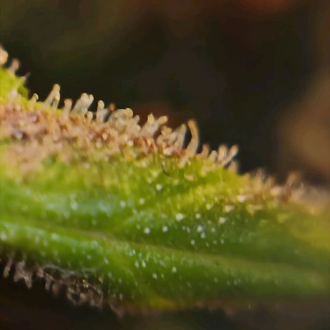 Blue Gelato Royal Queen Seeds growlog timeline photo