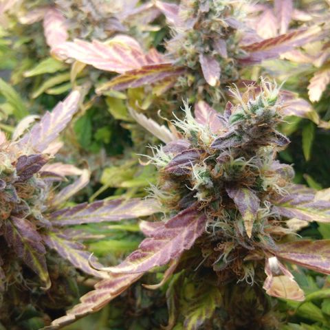 Blue Gelato Royal Queen Seeds growlog timeline photo