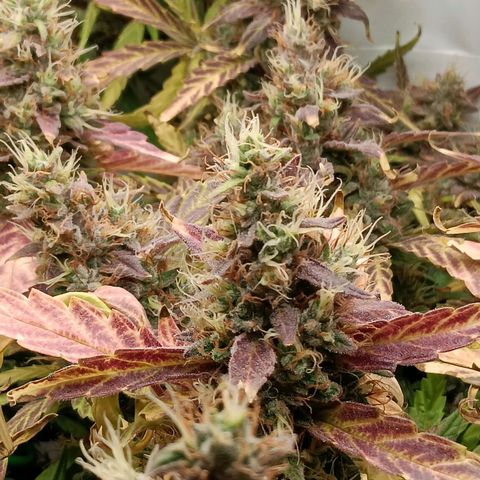 Blue Gelato Royal Queen Seeds growlog timeline photo