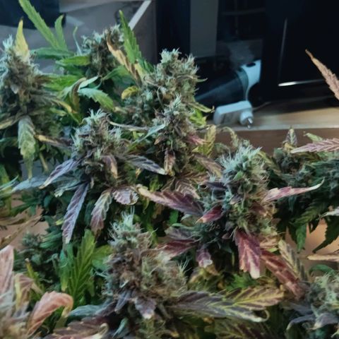 Blue Gelato Royal Queen Seeds growlog timeline photo