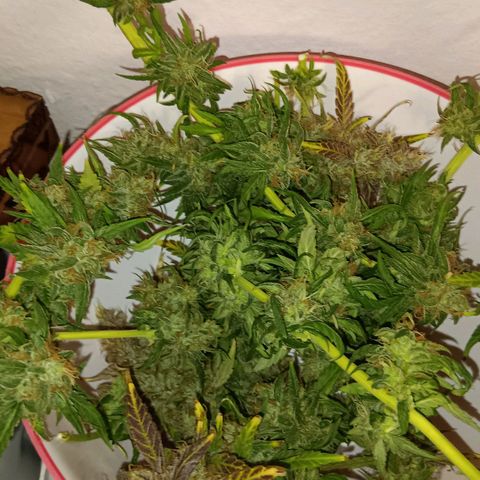 Blue Gelato Royal Queen Seeds growlog timeline photo