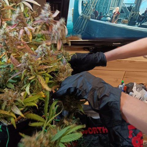Blue Gelato Royal Queen Seeds growlog timeline photo
