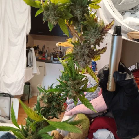 Blue Gelato Royal Queen Seeds growlog timeline photo
