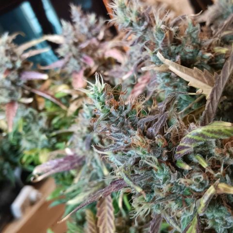 Blue Gelato Royal Queen Seeds growlog timeline photo