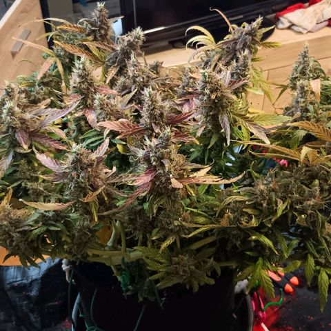 Blue Gelato Royal Queen Seeds growlog timeline photo