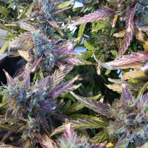 Blue Gelato Royal Queen Seeds growlog timeline photo