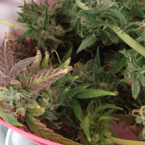 Blue Gelato Royal Queen Seeds growlog timeline photo