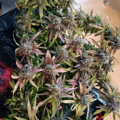 Blue Gelato Royal Queen Seeds growlog timeline photo